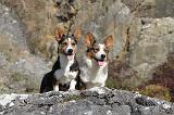 CORGI CARDIGAN 059